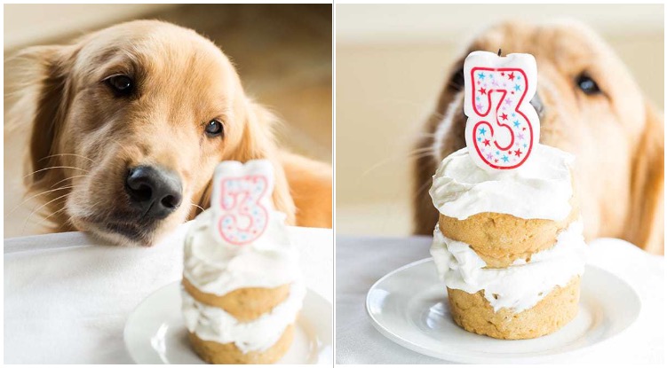 Here’s An Incredibly Easy Dog Birthday Cake Recipe