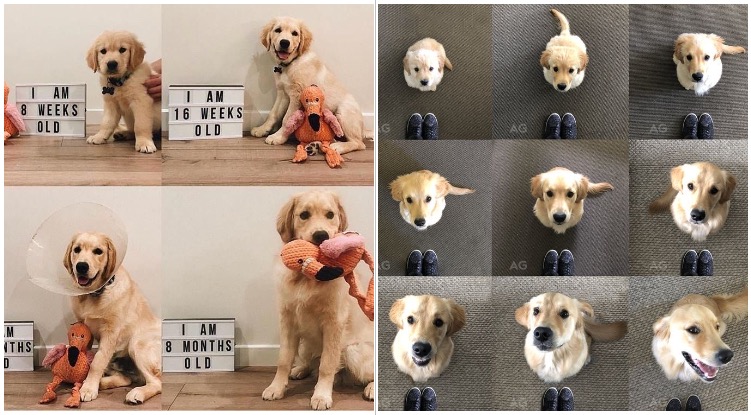 Golden Retriever Owners Documented The Growth Of Their Dogs And The Results Are Beautiful
