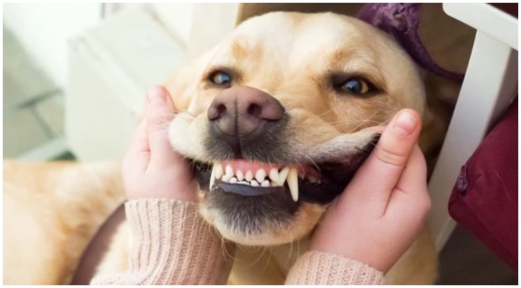 February Is National Pet Dental Health Month, Here’s How To Take Care Of Your Golden Retriever’s Teeth