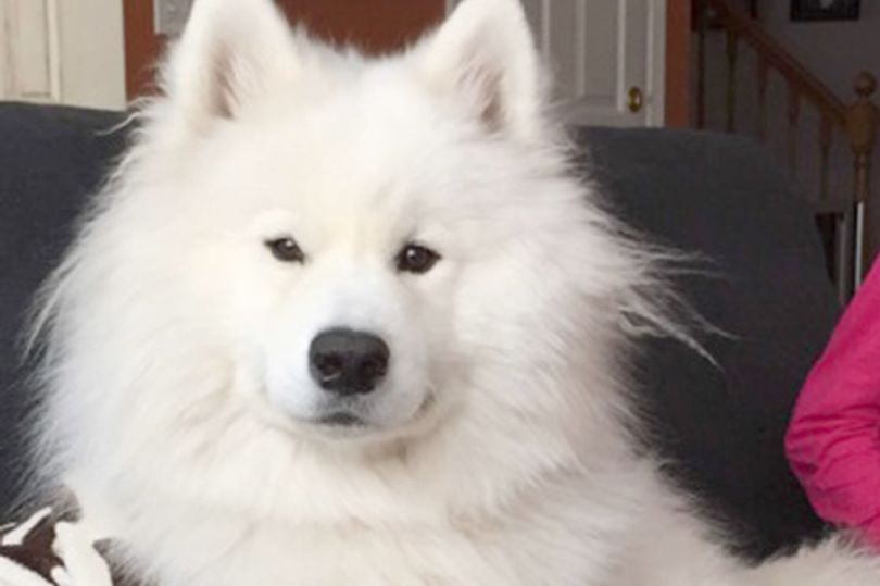Woman doesn’t recognize her own dog after a trip to the groomer goes wrong