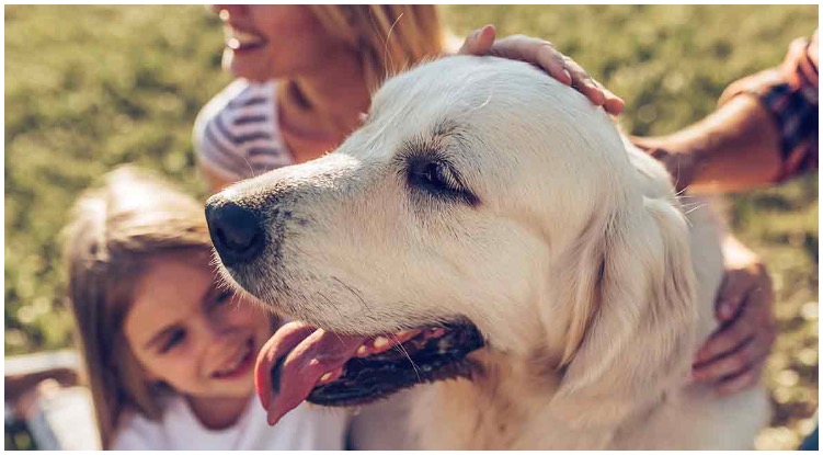 The Health Benefits Of Owning A Golden Retriever