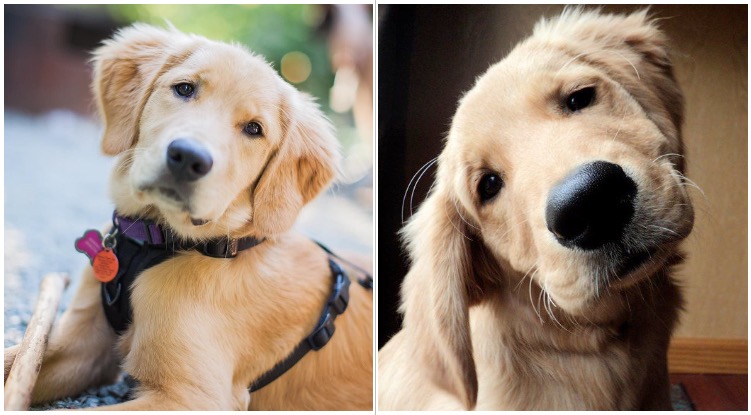 This Is What It Means When Your Golden Retrievers Tilt Their Heads