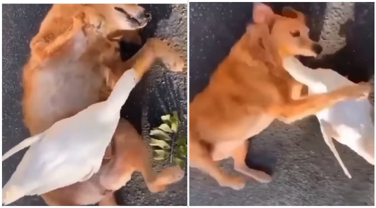 This Golden Retriever Getting Tickled By A Duck Might Be The Funniest Thing I Saw In 2021