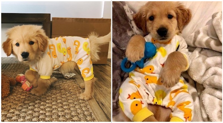 These Pictures Of Golden Retriever Puppies In Pajamas Will Brighten Your Day