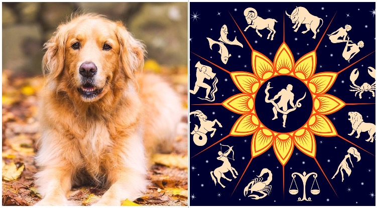 What Does Your Dog’s Zodiac Sign Say About Them?