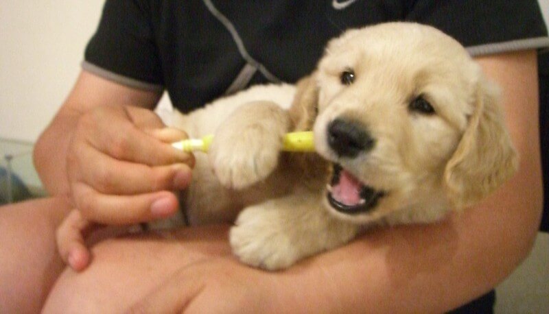 Golden Retriever’s Puppy’s Teeth and Tooth Care