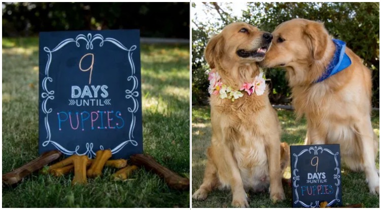 This Golden Retriever’s Maternity Photoshoot Was The Sweetest Thing Ever