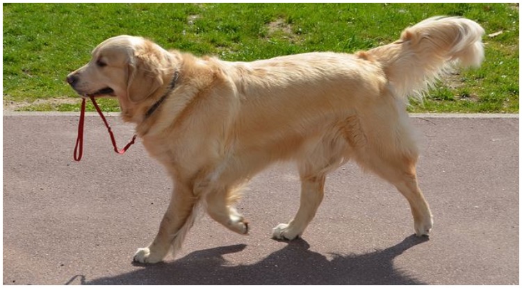 Why Does My Golden Retriever Constantly Walk In Front Of Me?