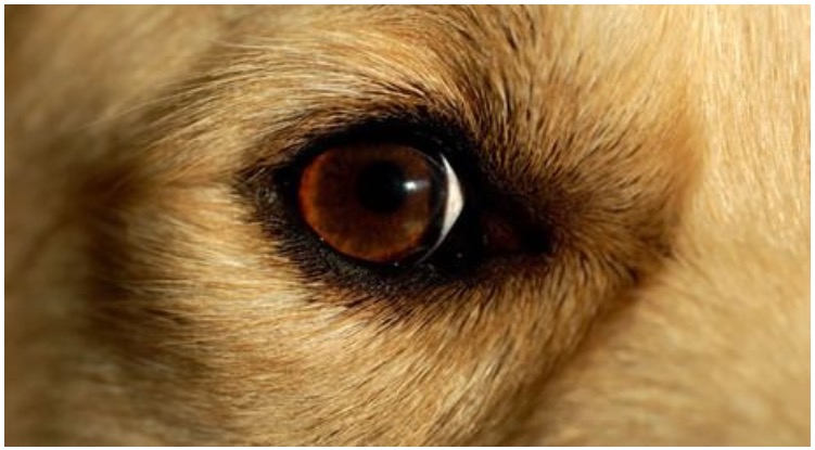 Nystagmus (Unintentional Eye Movement) In Golden Retrievers
