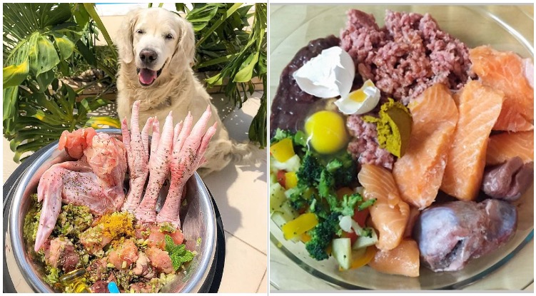 Is A Raw Diet The Best Choice For Your Golden Retriever?