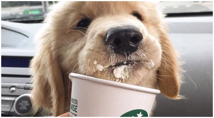 Are Puppuccinos Safe For Your Dogs The Goldens Club Are Puppuccinos Safe For Your Dogs The Goldens Club