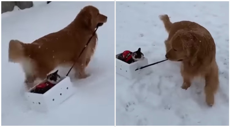 Golden Retriever Took His Cat Sledding, The Footage Is Just Adorable