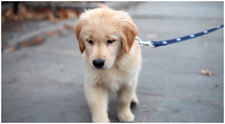How To Leash Train Your Golden Retriever Puppy
