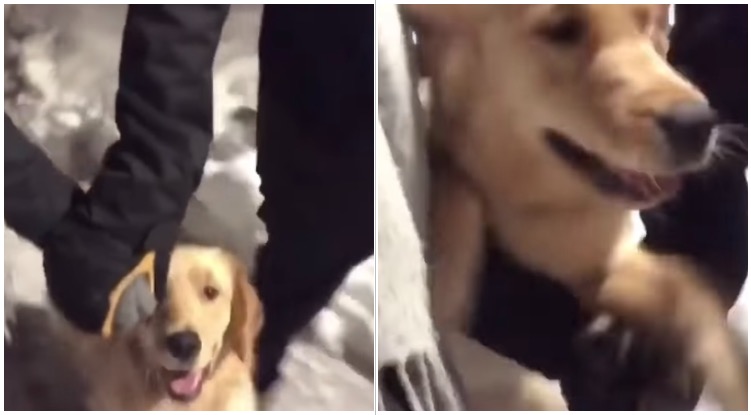 Golden Retriever Gets Extremely Jealous After His Owners Hold Hands