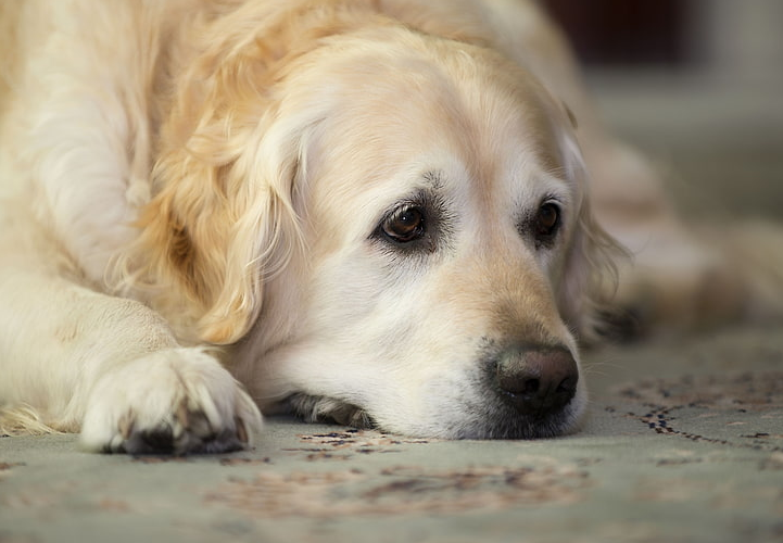 Can dogs grieve other dogs?