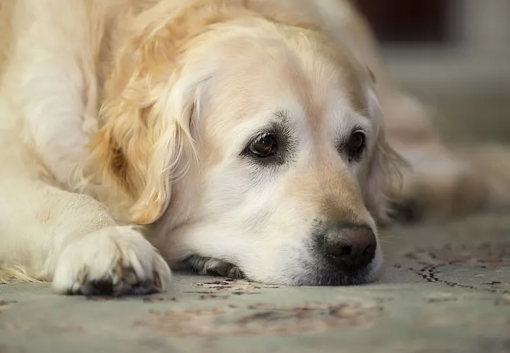 do dogs grieve other dogs