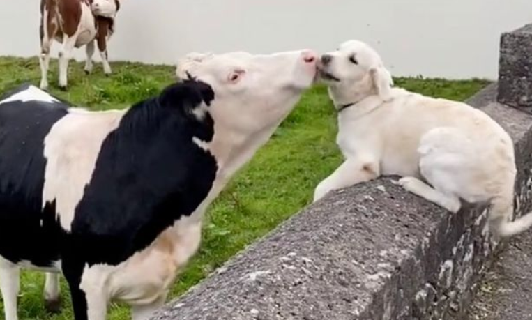 Together at last: Golden retriever puppy recognizes cow he met months ago