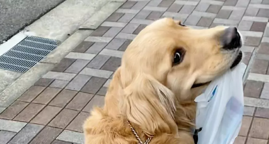 “I love helping you” Golden retriever really enjoys shopping with his hooman