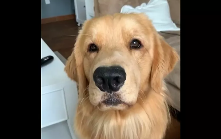 If you’re floofy and you know it: Golden retriever “sings” along to children’s song