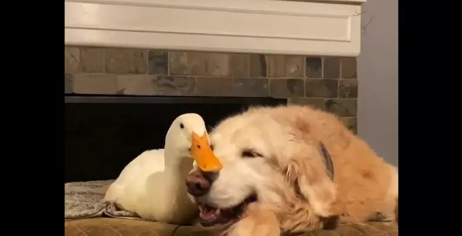 Pawcious friendship: Have you ever seen a Golden retriever and a duck being BFFs?