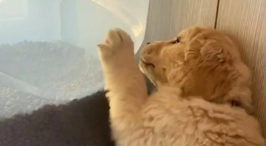 Little Golden retriever puppy is really, really desperate for a treat