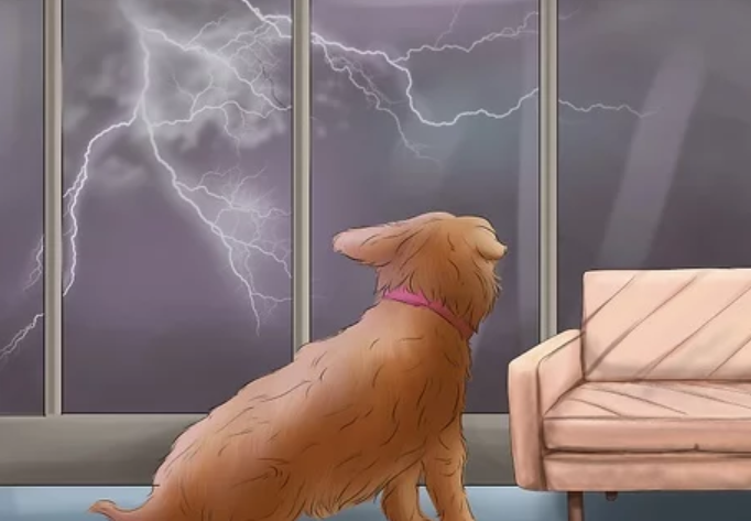 The reason why dogs are afraid of thunder and how to calm them down!