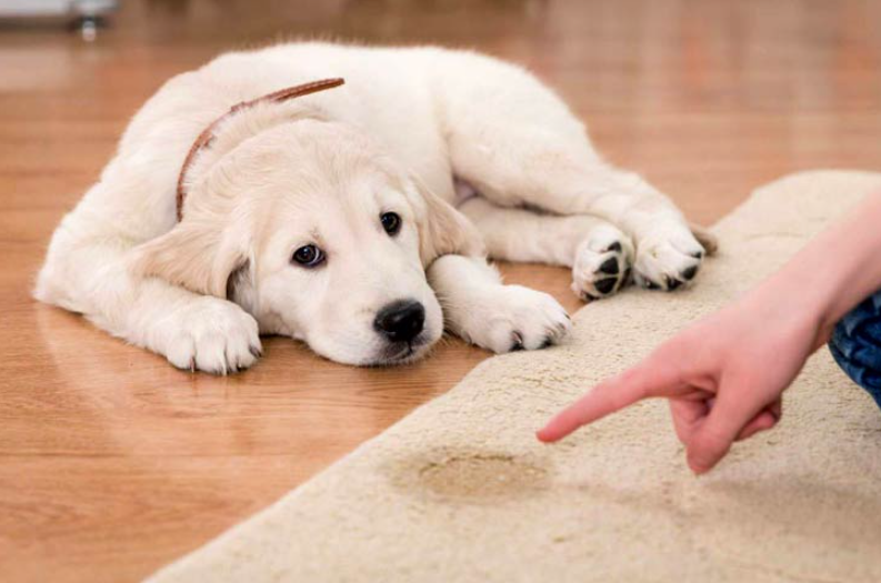 Possible reasons why your puppy is peeing in the house