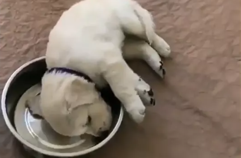 He’s a little confused: Sleepy puppy wants to take a nap in his bowl