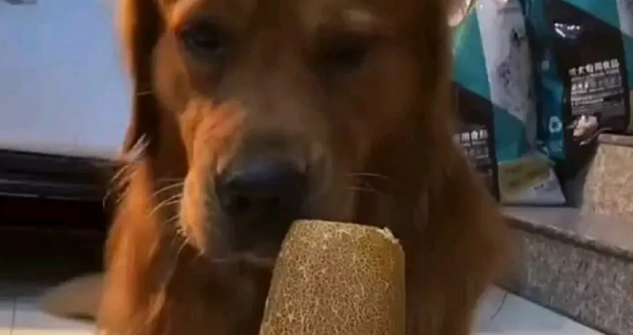 Joey doesn’t share food, and neither does this Golden retriever!