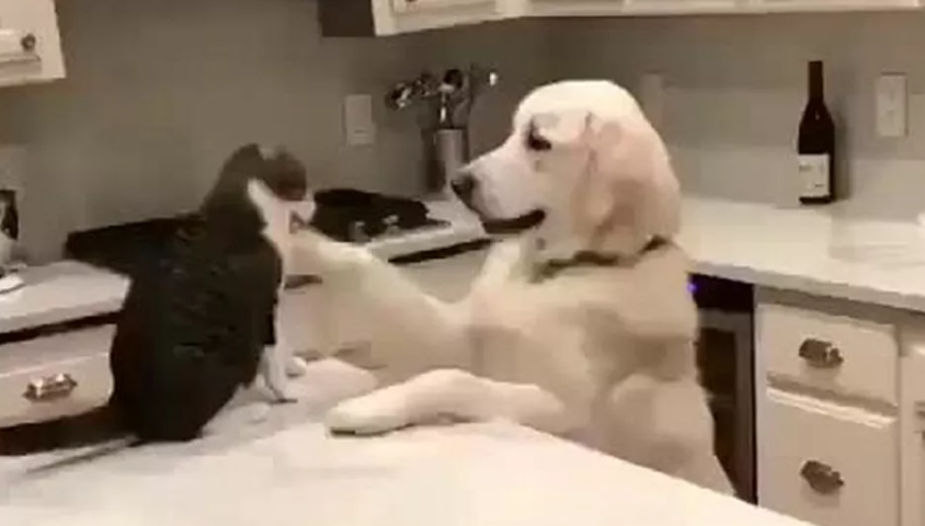 Who said cats and dogs can’t play together? These two are proof they can!