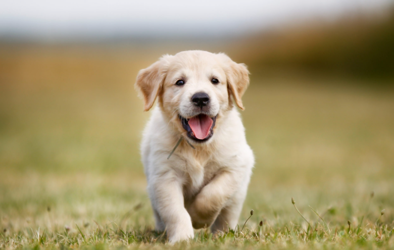 Teaching good behavior before it’s too late: The best timeline for puppy training