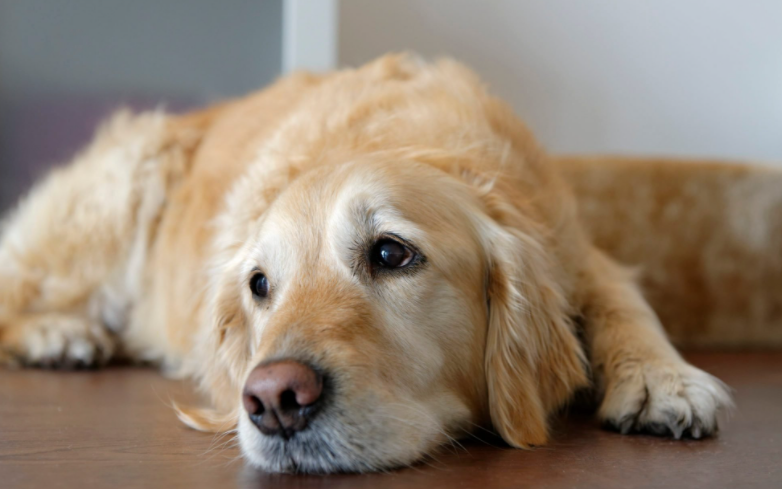 Symptoms, diagnosis, and treatment: Everything you need to know about liver cancer in dogs