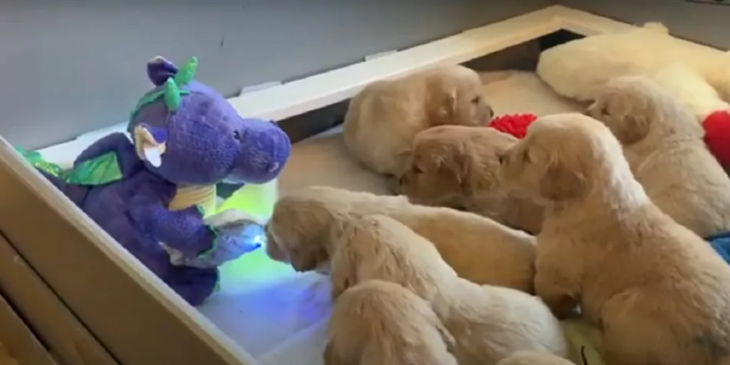 OMG What is that?! These Golden puppies are completely mesmerized by a toy dragon