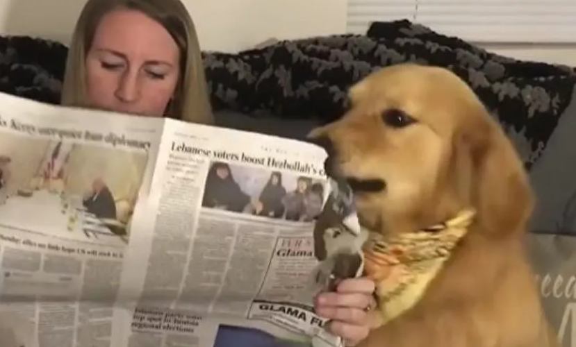 Desperate for attention: Golden retriever really wants his owner to put down the paper