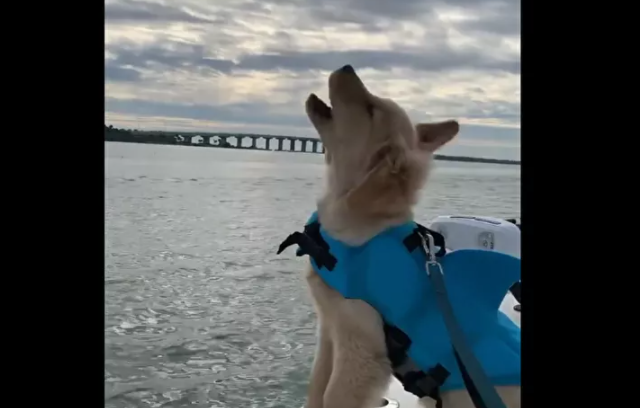 Do do do baby shark: Golden retriever super excited for being on a boat and wearing the cutest swimsuit!