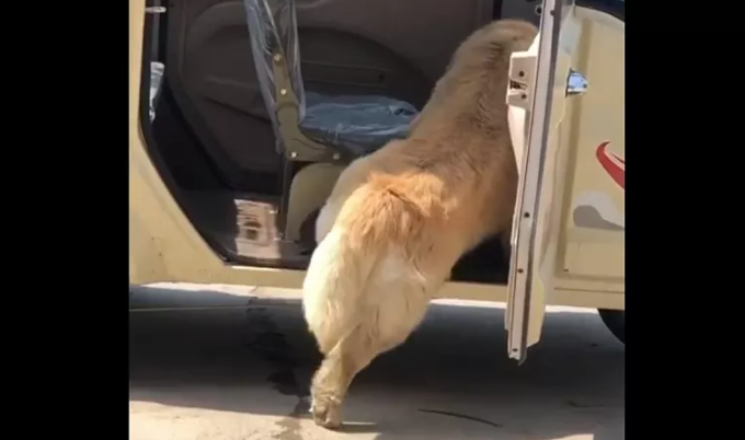 Short doggo problems: Golden retriever struggles getting out of the car