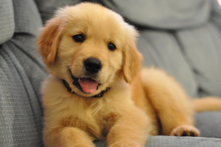 How much and what do Golden Retrievers actually remember?