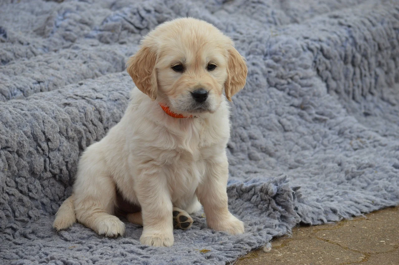 Golden Retriever Puppy Scams