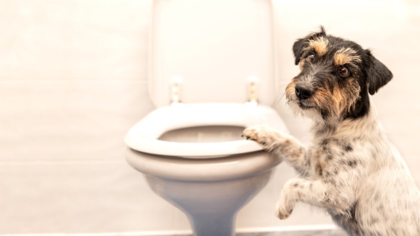 Dog next to a toilette - Dog constipation