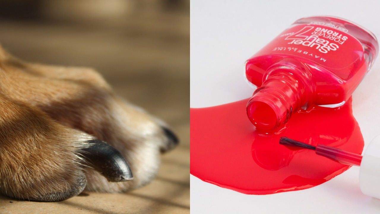 Dog nail polish: How safe is it to paint their nails