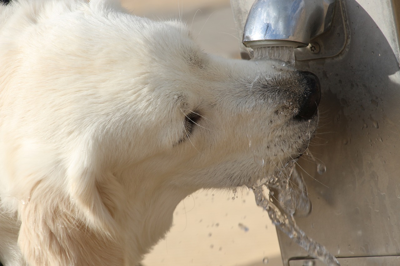 How Much Water Does Your Golden Retriever Need