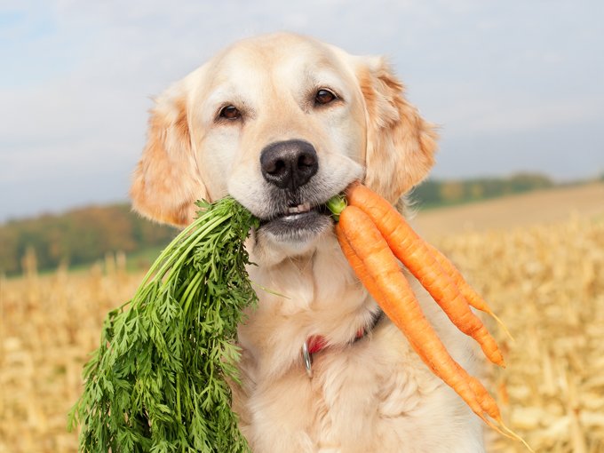 Five human foods you can give your dog without any guilt!
