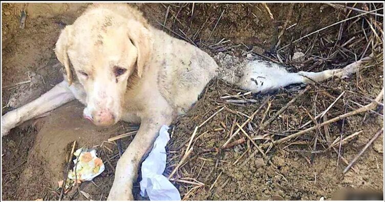 Owner Buried His Old Dog Alive For Being Useless