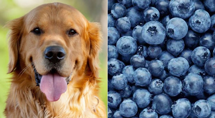 Split image of blueberries and a Golden retriever