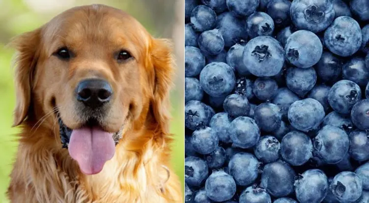 can dogs have blueberrys