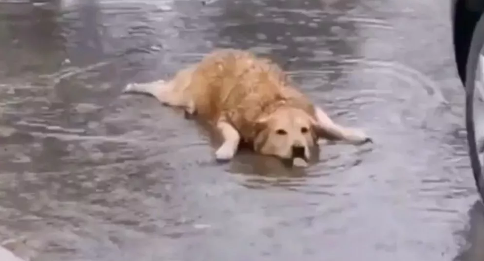 He’s a Mermaid: Golden Retriever Rolls Around in Water Puddle on a Rainy Day
