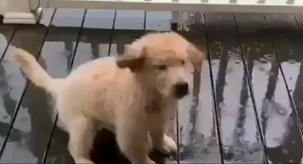 A Golden Retriever Puppy Jumping and Enjoying Rain