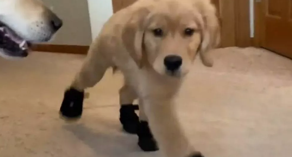 Golden Retriever Puppy Loves His New Black Shoes