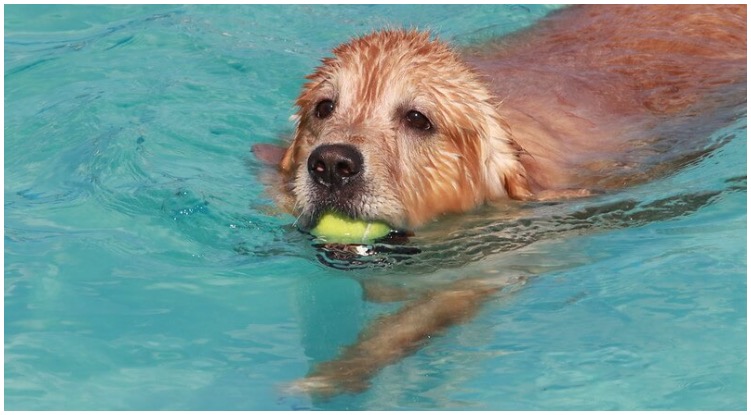 Golden retriever with tennis ball swimming in pool