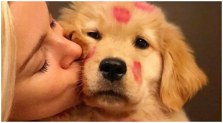 6 Things All Golden Retriever Owners Can Relate To The Goldens Club